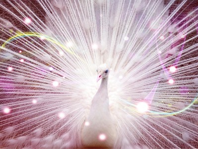 gemini pro免费领12个月